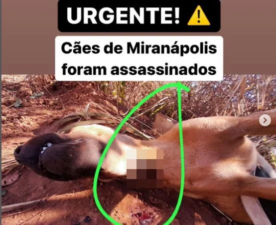 Em imagem censurada, cão é mostrado morto em vala de terra com furo de bala no pescoço coberto por um borrão, onde se lê "Urgente! Cães de Miranápolis foram assassinados" - Metrópoles