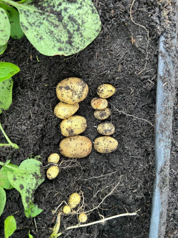 Foto colorida de várias batatas no solo - metrópoles