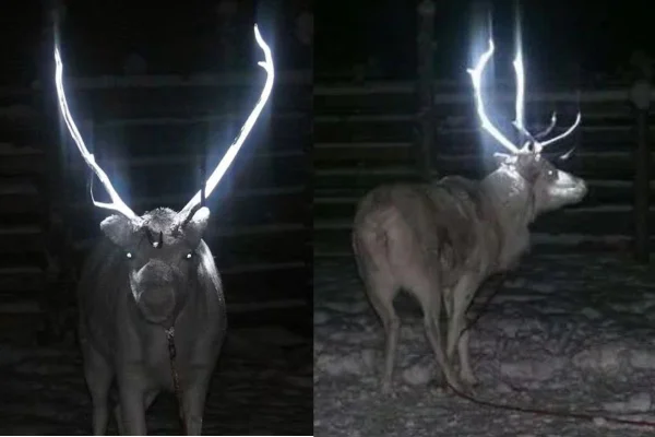 Imagem colorida de rena com chifre brilhante no meio da noite
