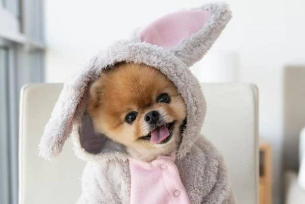 Jiff, cachorro fofo