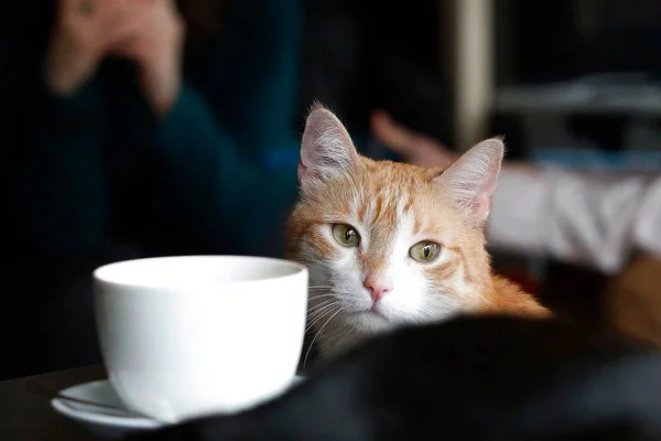 Um gole e um cafuné: três cat cafés em Brasília para conhecer já