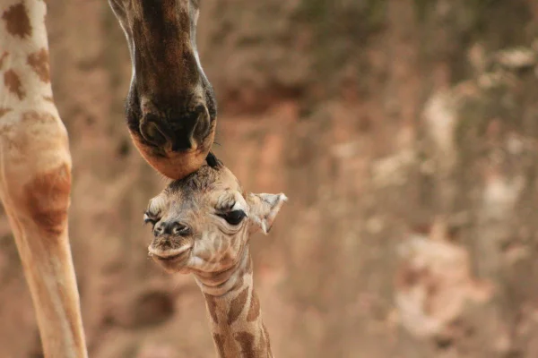 A girafa, da subespécie Rothschild, nasceu no Zooparque de Itatiba, no interior paulista. Visitantes poderão sugerir um nome para o filhote - Metrópoles