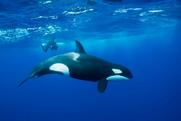 Imagem colorida de orca nadando em alto mar - Metrópoles