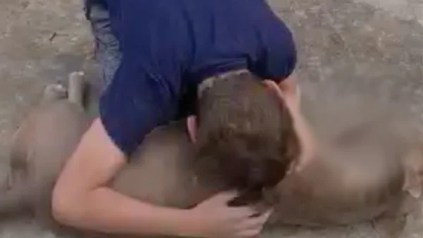 Vídeo: policial de Rondônia mata pit-bull com tiro na cabeça