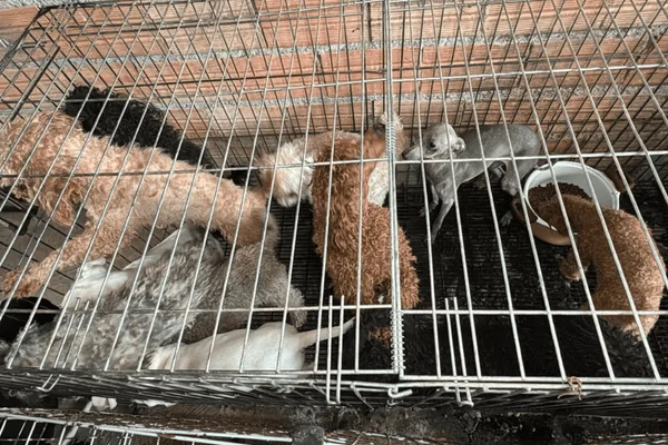 Mais de 60 animais são resgatados em situação de maus-tratos na zona sul - destaque galeria Mais de 60 animais são resgatados em situação de maus-tratos na zona sul - destaque galeria