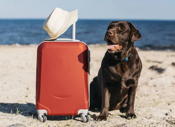 Vai levar o cachorro para a praia? Veja dicas para o passeio