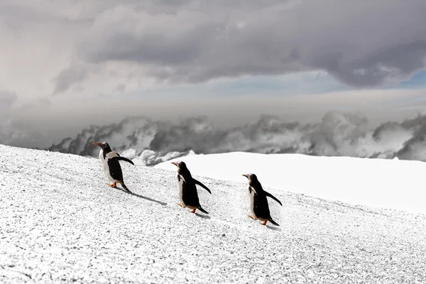 Neve na Argentina. Promoção vende passagens a partir de R$ 1.022
