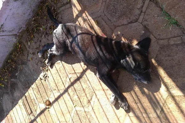 Delegado mata cachorro com um tiro no RS: “‘Iria atacar”