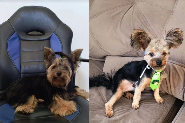 Foto colorida de um Cão da raça yorkshire - Metrópoles