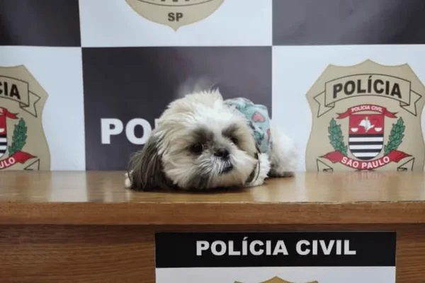 Cachorra furtada há quase um ano é encontrada e devolvida a tutora