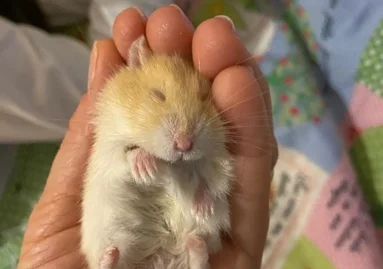 Hamster vetado em voo da Azul