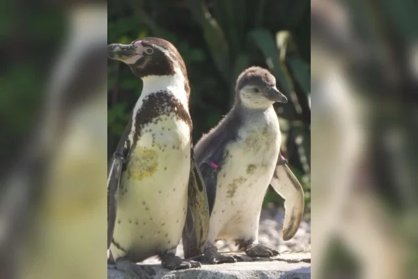 Casal de pinguins adultos da espécie humboldt - Metrópoles