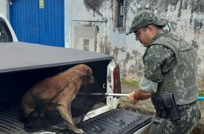 Cão ferido facão