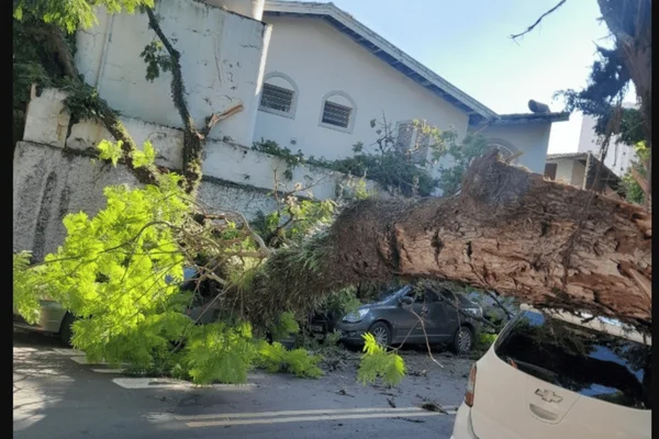 Imagem colorida de uma árvore caída em cima de ao menos dois carros - Metrópoles