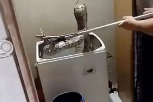 Jiboia é resgatada dentro de máquina de lavar no Rio de Janeiro. Vídeo