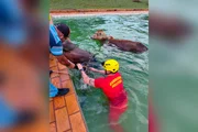 Os dois animais foram retirados da piscina com segurança e sem ferimentos aparentes Os dois animais foram retirados da piscina com segurança e sem ferimentos aparentes