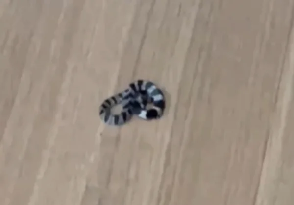 Cobra em sala de apartamento