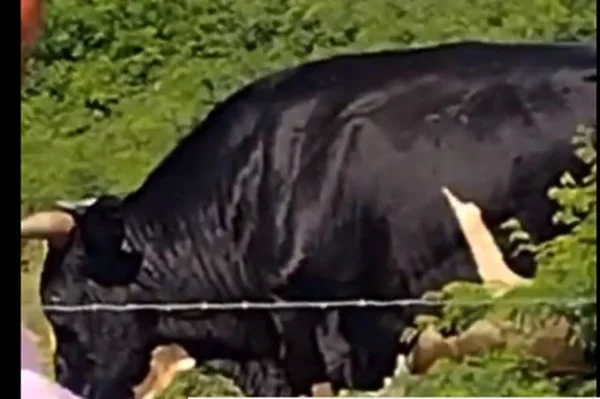 Boi ataca agricultor em Alagoas
