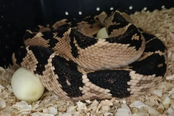 Imagem colorida de serpente - Metrópoles