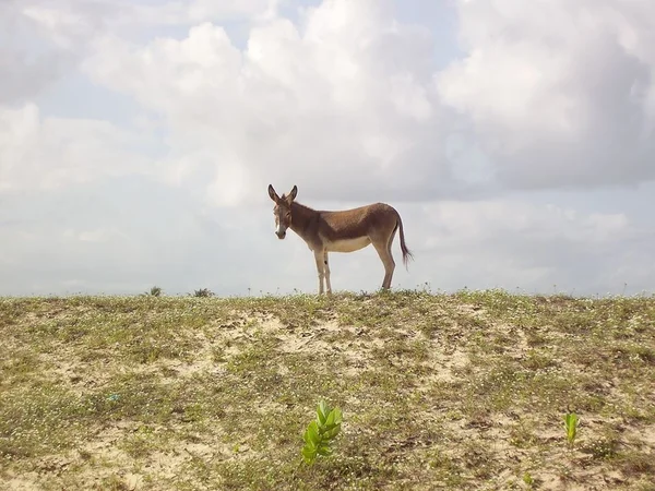 Burro em colina, com céu ao fundo -- Metrópoles