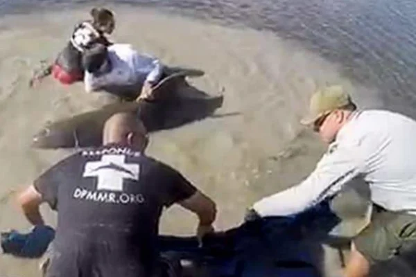 Vídeo. Tripulação salva golfinho encalhado na lama nos Estados Unidos