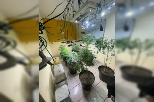 “Chapados” na Chapada: PCGO apreende estufa com mudas de maconha