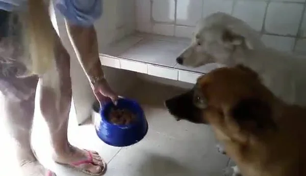 Vídeo de cachorrinhas que “rezam” antes de comer comove internautas