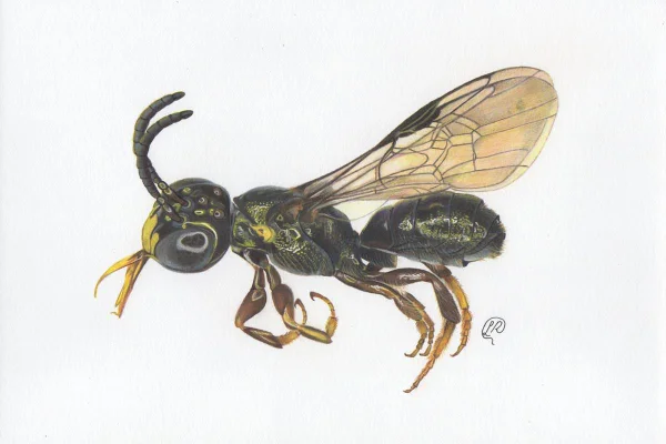 Nova espécie de abelha é descoberta em fazenda no Entorno do DF