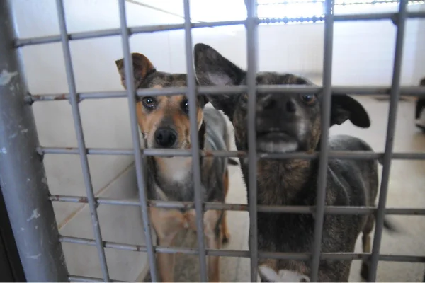 Por maus-tratos ou morte de donos, Justiça manda animais à Zoonoses