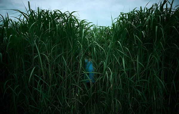 Crítica: Campo do Medo adapta Stephen King “menor” na Netflix