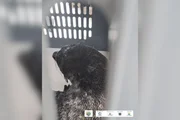 O animal vive naturalmente na costa da América do Sul e costuma aparecer no litoral paulista durante o inverno
