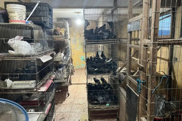 Durante operação da Polícia Federal foram apreendidas serpentes, aves silvestres e outros animais mantidos de forma irregular em cativeiro - Metrópoles