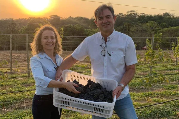 Veja como foi a 1ª colheita de uvas para produção de vinho de Brasília