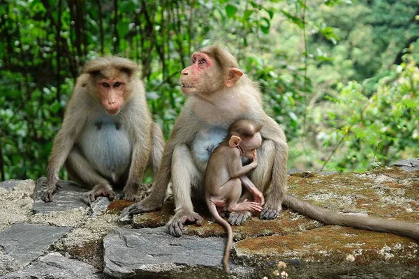 Ativista se destaca por salvar centenas de animais na Índia