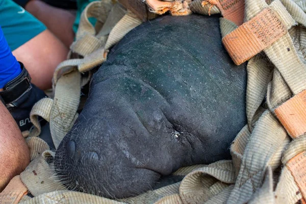 Peixe-boi ameaçado de extinção volta a rio 6 anos após resgate
