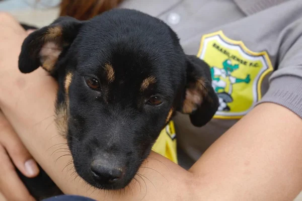 Brasiliense acolhe cães abandonados e animais viram mascotes do clube