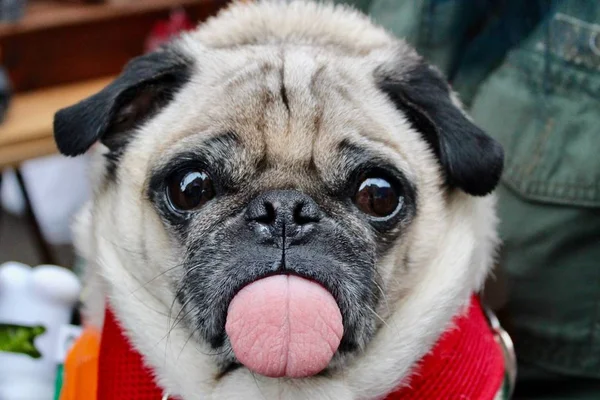 Saúde pet: nove dicas para evitar carrapatos em cães