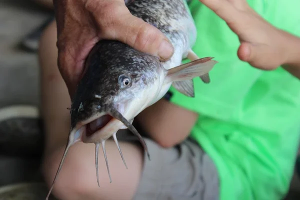 Mulher é agredida no rosto por peixe de 2kg que caiu do céu