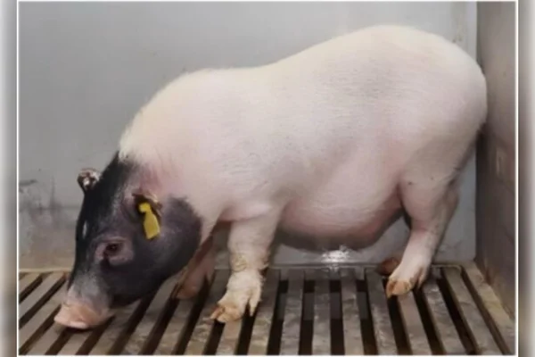 O porco doador geneticamente modificado