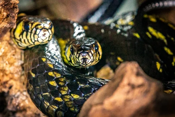 Imagem colorida da serpente mais veloz do Brasil, a caninana - Metrópoles