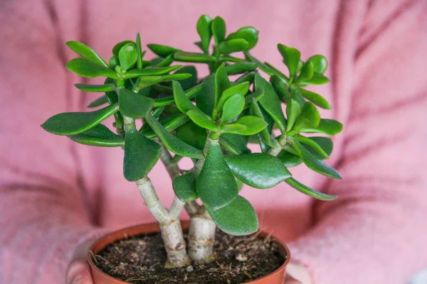 Foto colorida de uma planta-jade - Metrópoles