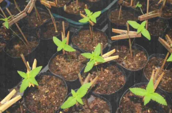 Mudas de cannabis