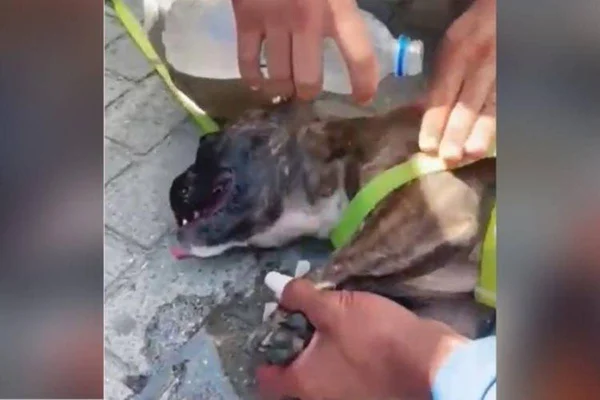 Policial quebra vidro de carro para resgatar cadela que agonizava