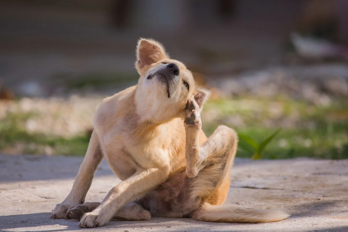 Com a chegada da primavera, cães podem sofrer mais com coceira e alergias