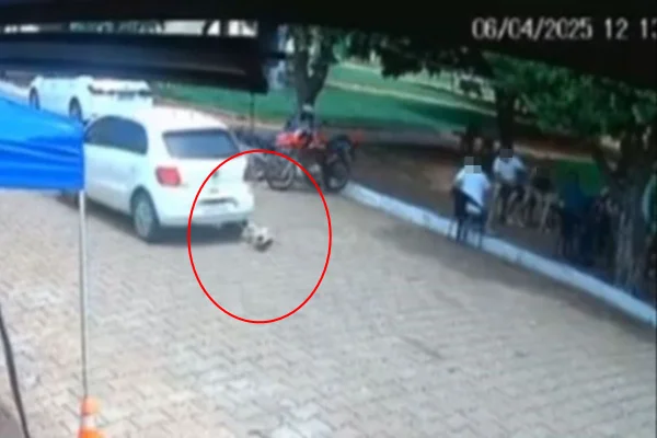 Vereador passa carro em cima de cadela e não presta socorro