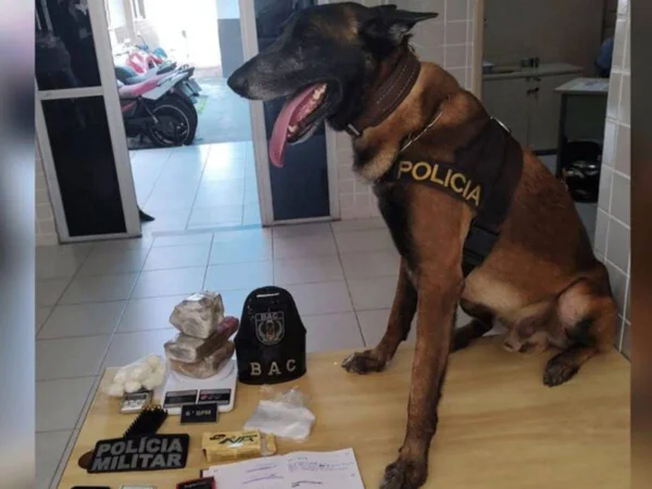 Foto colorida de cão