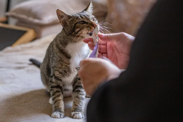 Imagem colorida de mulher alimentando gato