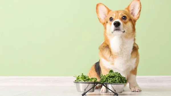 Alimentação natural para cachorro