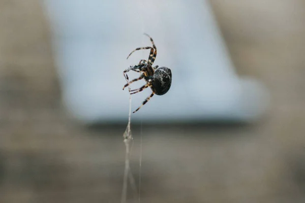 Imagem colorida de aranha que sobe teia