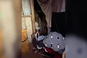 PF resgata homem de 74 anos que trabalhava de graça e vivia com animais - imagem 2 PF resgata homem de 74 anos que trabalhava de graça e vivia com animais - imagem 2